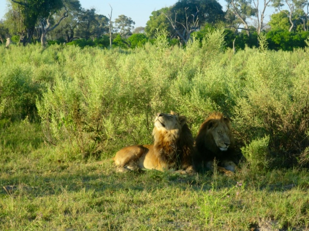 Lions spotted at the Okavango Delta | Photo credit: Juxxtapose