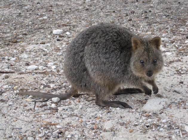 A quokka on Rottnest Island in 2010 | Photo credit: Juxxtapose